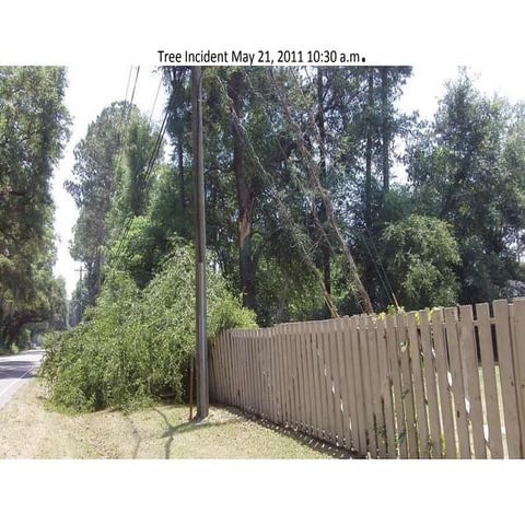 Tree vs. Fence:  Tree 1, Fence 0.  Poor fence.