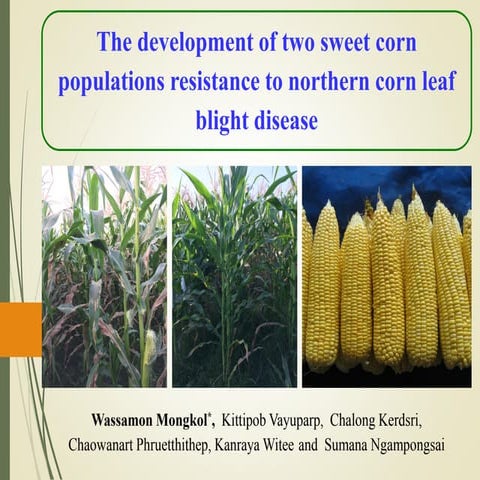 The development of two sweet corn populations resistance to northern corn lea...