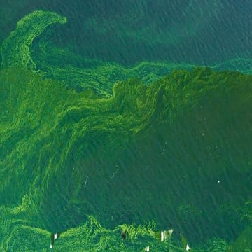 Comprehensive Overview of Cyanobacterial Water-Blooms: Causes ...