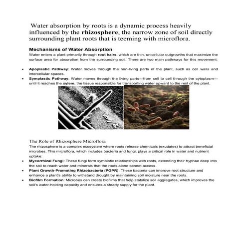 Absorption of water | PPTX