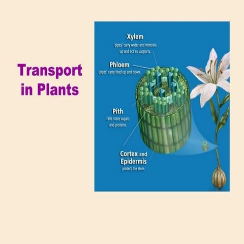 water and mineral transport in plants.pptx