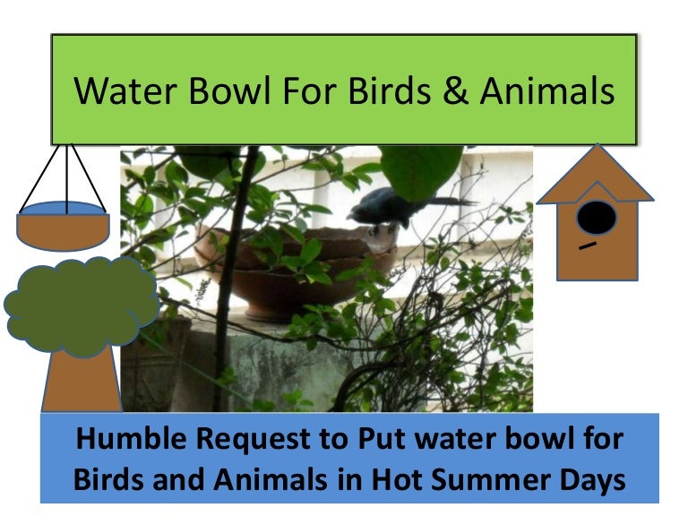 Put the Water Bowl for Birds and Animals in Hot Summer Days