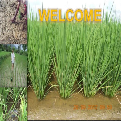 Water management in rice by different methods of establishment