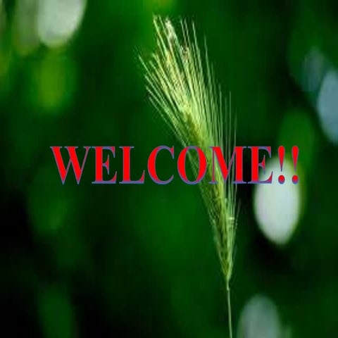 Water management of wheat