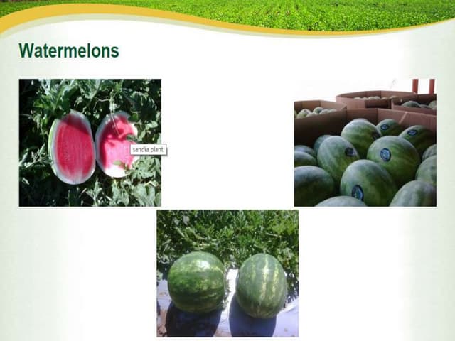 Defects on almonds | PPT | Gardening | Home & Garden