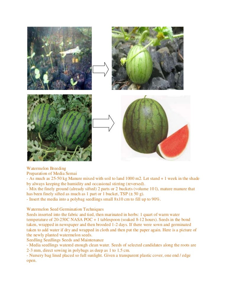 Watermelon breeding