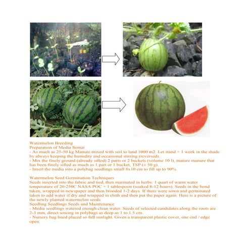 Watermelon breeding