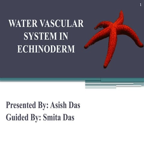 WATER VASCULAR SYSTEM IN ECHINODERMATA-1.pptx