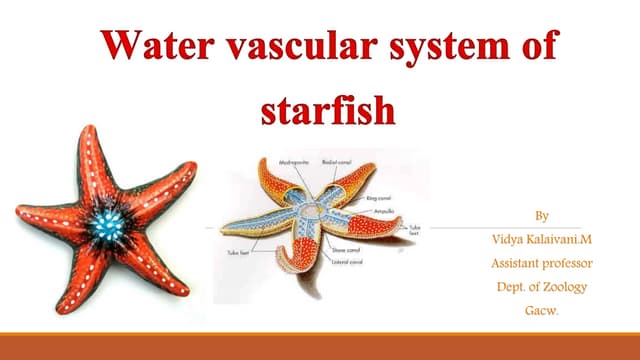 Water vascular system of star fish
