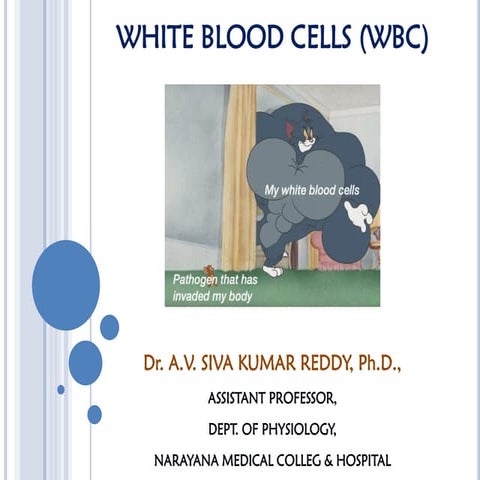 White blood cells | PPT