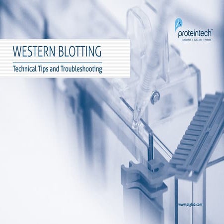 Western Blotting - Technical Tips and Troubleshooting 