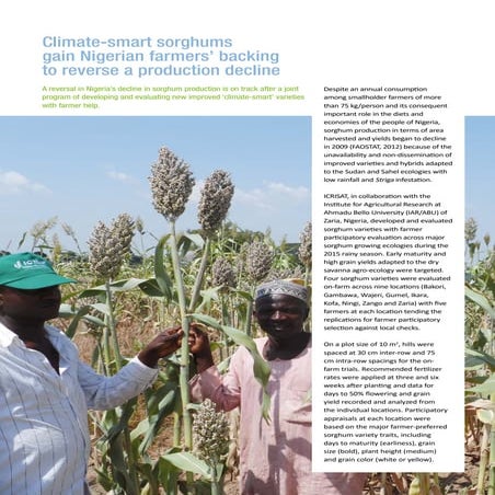 Climate-smart sorghums gain Nigerian farmers’ backing to reverse a production...