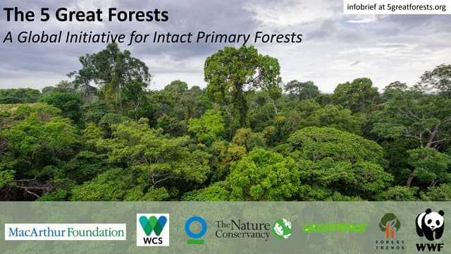 The 5 Great Forests: A Global Initiative for Intact Primary Forests