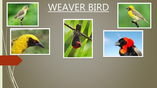 Weaver Bird