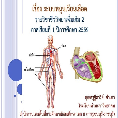 ระบบหมุนเวียนเลือด 