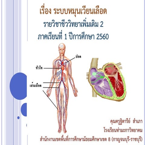 ระบบหมุนเวียนเลือด 