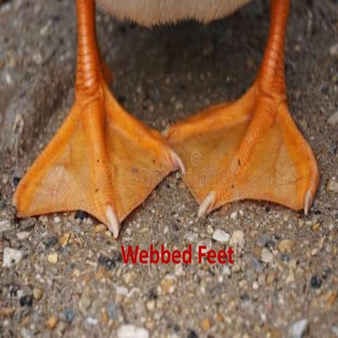 webbed-feet-pptx