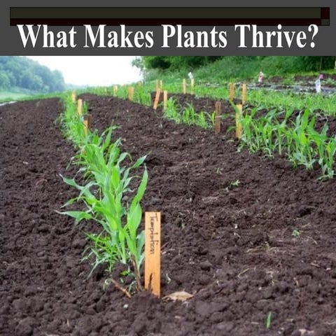 What Makes Plants Thrive?