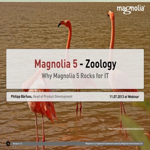 Webinar - Why Magnolia 5 Rocks For IT