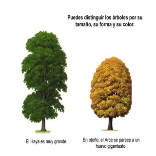 Las plantas