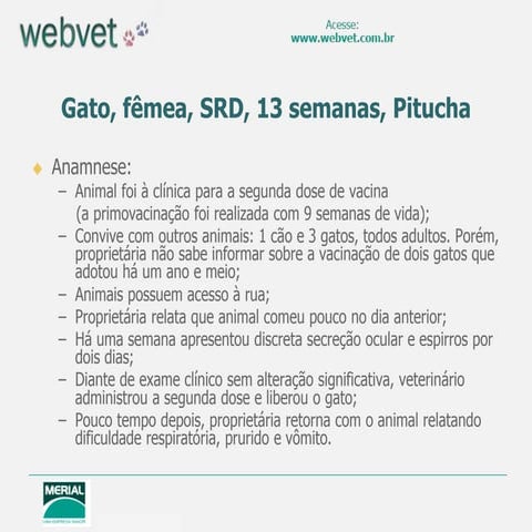 Gato, fêmea, SRD, 13 semanas, Pitucha