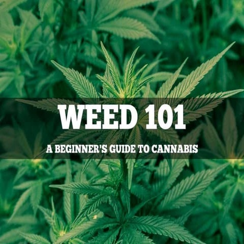 Weed 101 : A Beginner's Guide to Cannabis