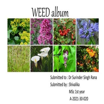 weed album 