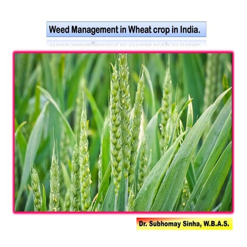 Weed control strategy in wheat