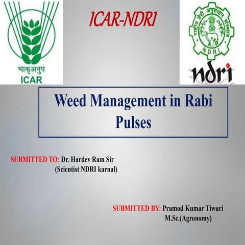 Weed management in rabi pulses