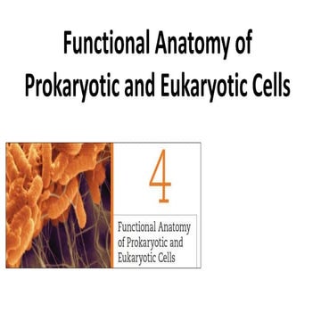 Functional anatomy of prokaryotic and eukaryotic cells