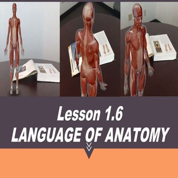 Week-4-Language-of-Anatomy.pptx