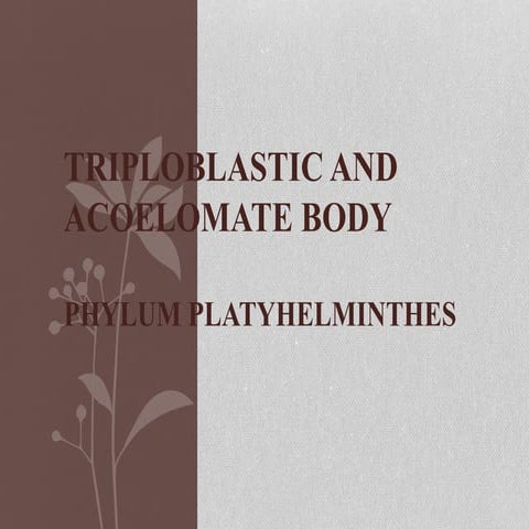        Phylum    Platyhelminthes