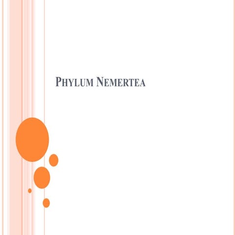                 Phylum    Nemertea