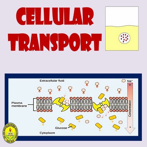 WEEK 7- EXPLAINING TRANSPORT MECHANISM IN CELLS.pptx