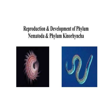 Phylum   nematoda &  phylum kinorhyncha