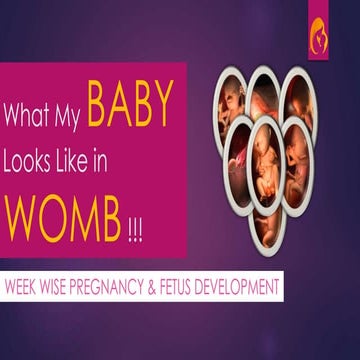 Week Wise Pregnancy and Fetus Development