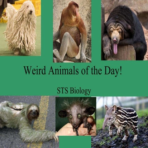 Weird animals of the day! 