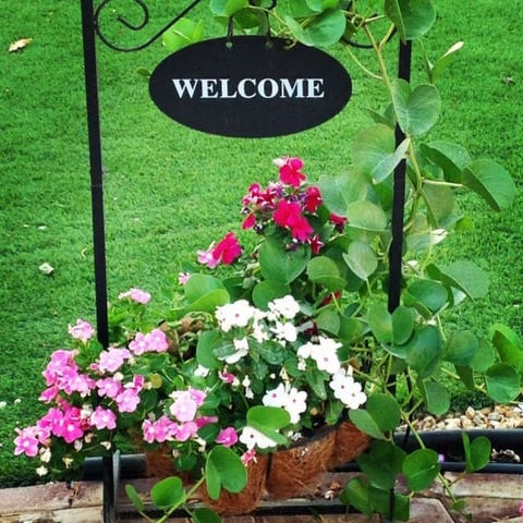 SEED PRODUCTION OG GREEN GRAM AND BLACK GRAM