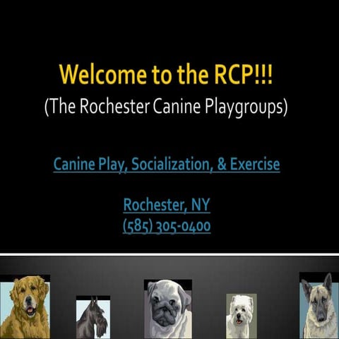 Welcome to the Rochester Canine Playgroups