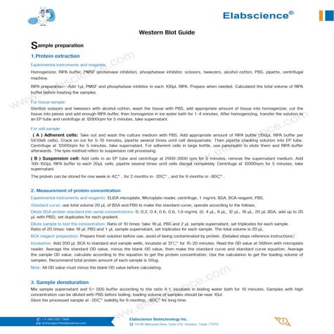 Western Blot Guide