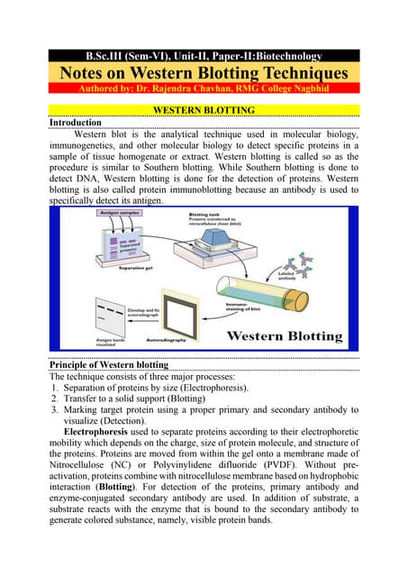 Western Blotting Technique_ A Comprehensive Guide.pdf
