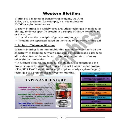 Western Blotting for Biotechnology & Botany Students