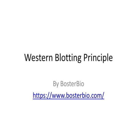 Western Blotting Principle