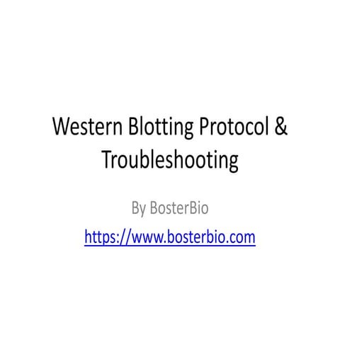 Western Blotting Protocol & Troubleshooting | PDF