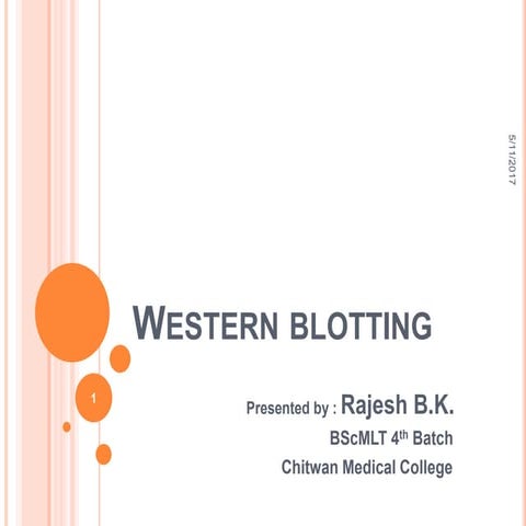 Western blotting test