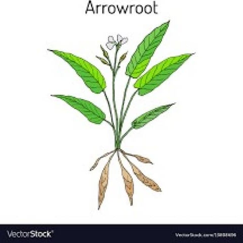 west indian arrowroot.pptx(tuber crops) agricultural science | PPTX