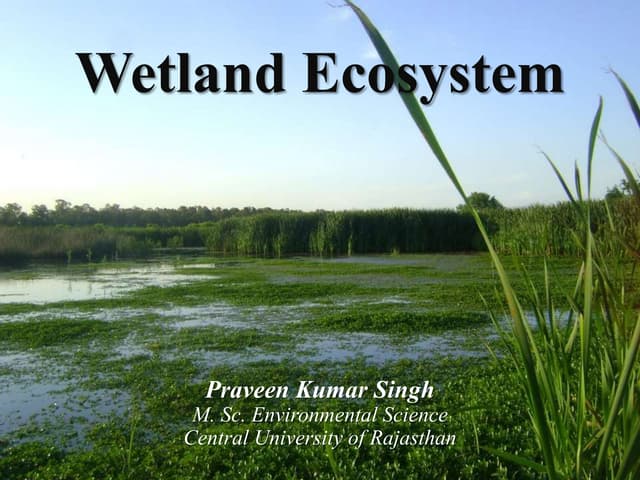 Wetland Ecosystem