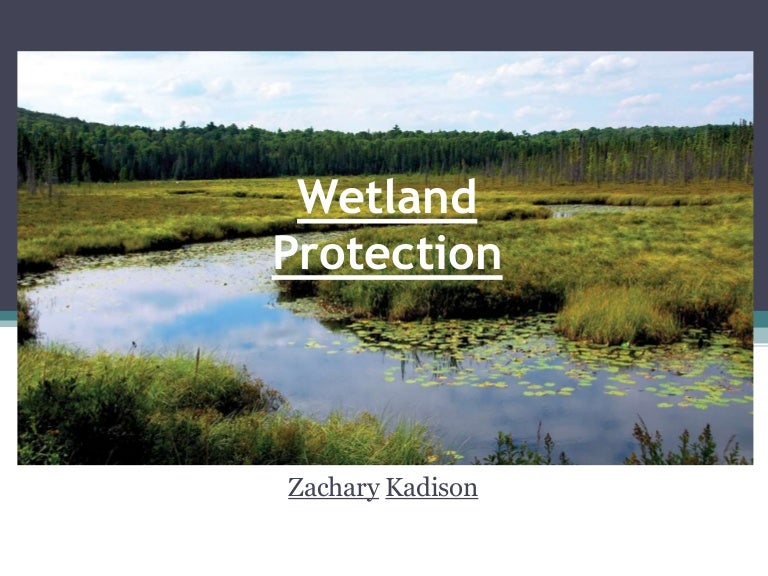 Wetland protection