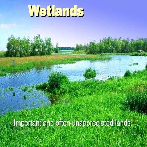 Wetlands Presentation Introduction slide