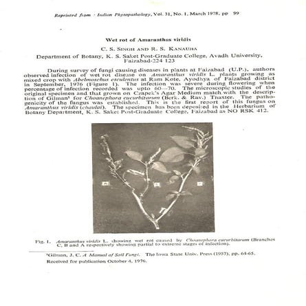 Wet rot of amaranthus viridis